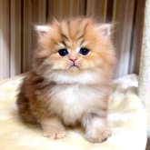 ペルシャ(チンチラ)