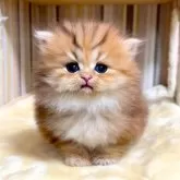 ペルシャ(チンチラ)