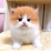 マンチカン(長足)