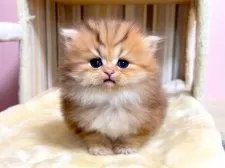 ペルシャ(チンチラ)【千葉県・女の子・2025年11月15日・チンチラゴールデン】の写真2