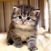 マンチカン(長足)【千葉県・男の子・2026年1月27日・ブラウンタビー】の写真3