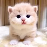 マンチカン(短足)【千葉県・女の子・2025年5月19日・クリームタビーホワイト】の写真4