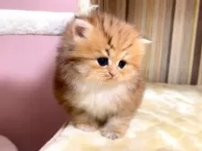 ペルシャ(チンチラ)【千葉県・女の子・2025年11月15日・チンチラゴールデン】の写真4