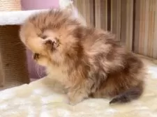 ペルシャ(チンチラ)【千葉県・女の子・2025年11月15日・チンチラゴールデン】の写真5