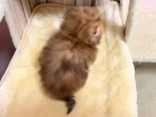 ペルシャ(チンチラ)【千葉県・女の子・2025年11月15日・チンチラゴールデン】の写真6