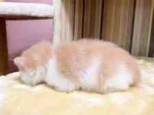 マンチカン(長足)【千葉県・男の子・2026年7月14日・ホワイト系/クリーム系】の写真6