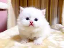 マンチカン(長足)【千葉県・女の子・2025年2月11日・ホワイト】の写真8