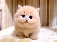 マンチカン(短足)【千葉県・女の子・2025年4月22日・クリームタビー】の写真9