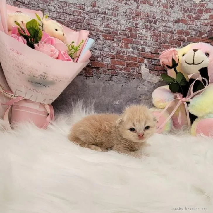 ID:2210-02344の子猫
