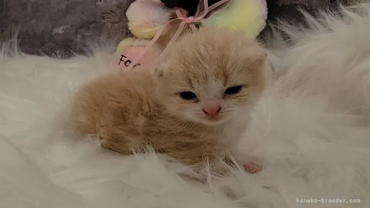 ID：2210-02343の子猫