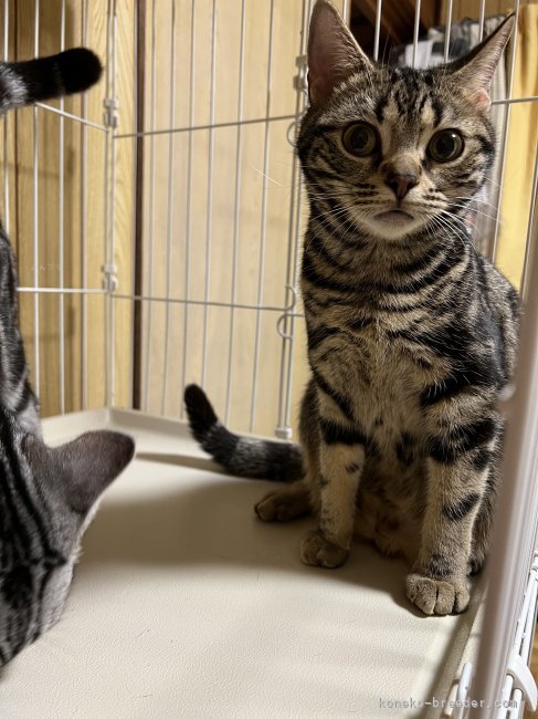 アメリカンショートヘア【・女の子・2022年4月11日・ブラウンタビー】