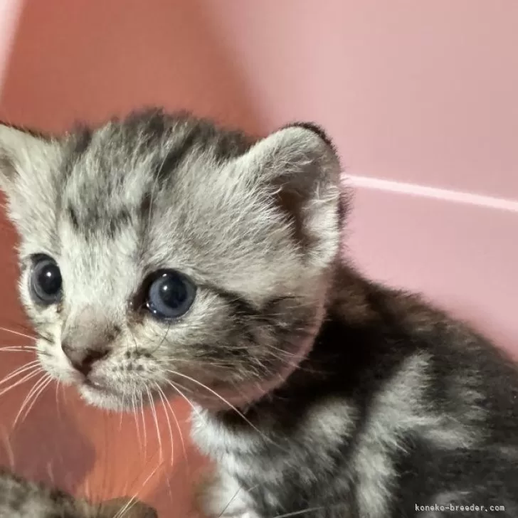 ID：2403-02720の子猫