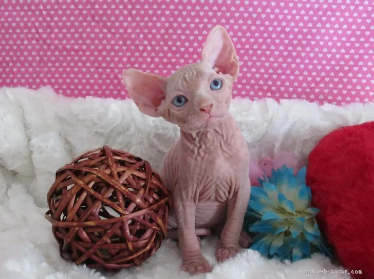 ID:2007-00799の子猫