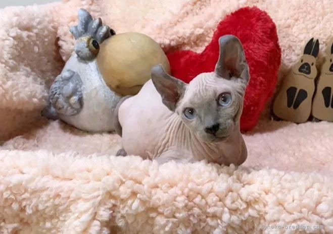 ID：2112-00698の子猫