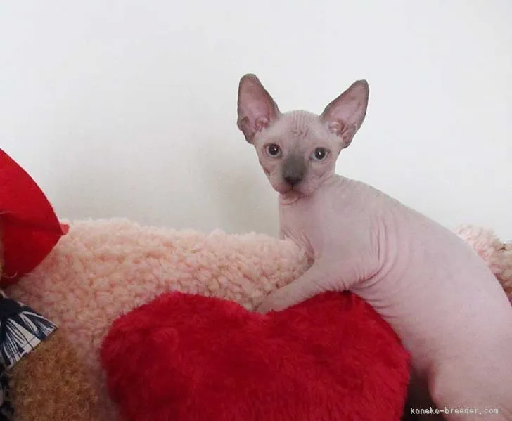 ID：2107-01244の子猫