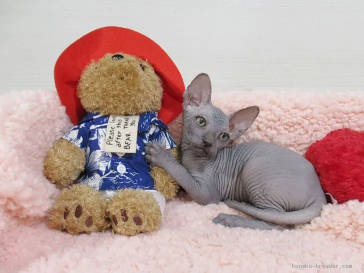 ID:2101-01914の子猫