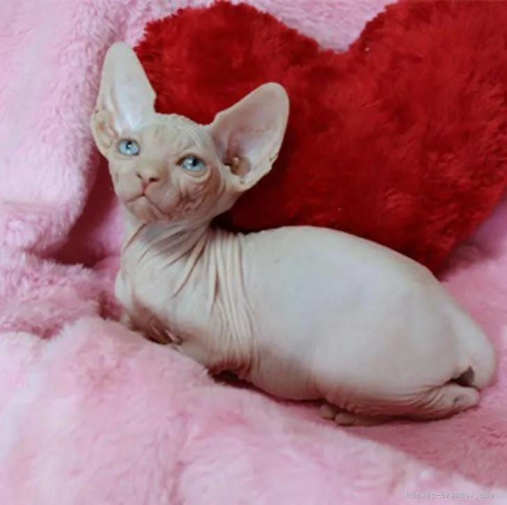 ID：2208-02098の子猫