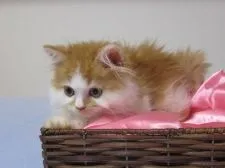 セルカークレックス【兵庫県・男の子・2019年5月30日・レッド&ホワイト】の写真2「耳の毛もキレイな可愛い子💗」