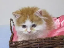 セルカークレックス【兵庫県・男の子・2019年5月30日・レッド&ホワイト】の写真4「可愛い顔の男の子です。」