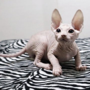 バンビーノ【兵庫県・男の子・2025年9月3日・レッド クラッシックタビー&ホワイト（長足）】の写真「綺麗なお顔の男の子♡」