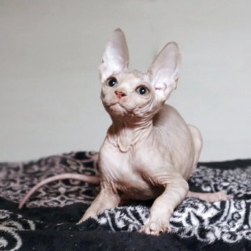 バンビーノ【兵庫県・男の子・2025年9月3日・レッド クラッシックタビー&ホワイト】の写真「綺麗なお顔の男の子♡長足」