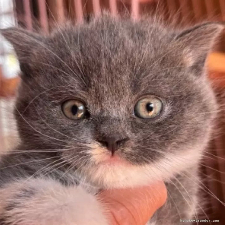ID:2410-02862の子猫