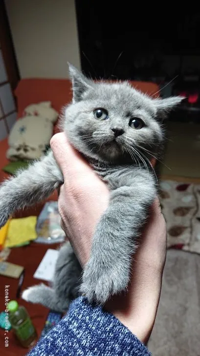 ID：2112-01097の子猫