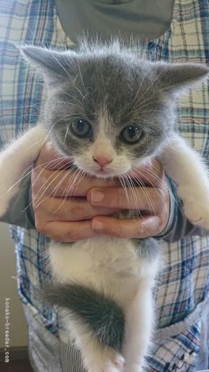 ID：2108-01342の子猫