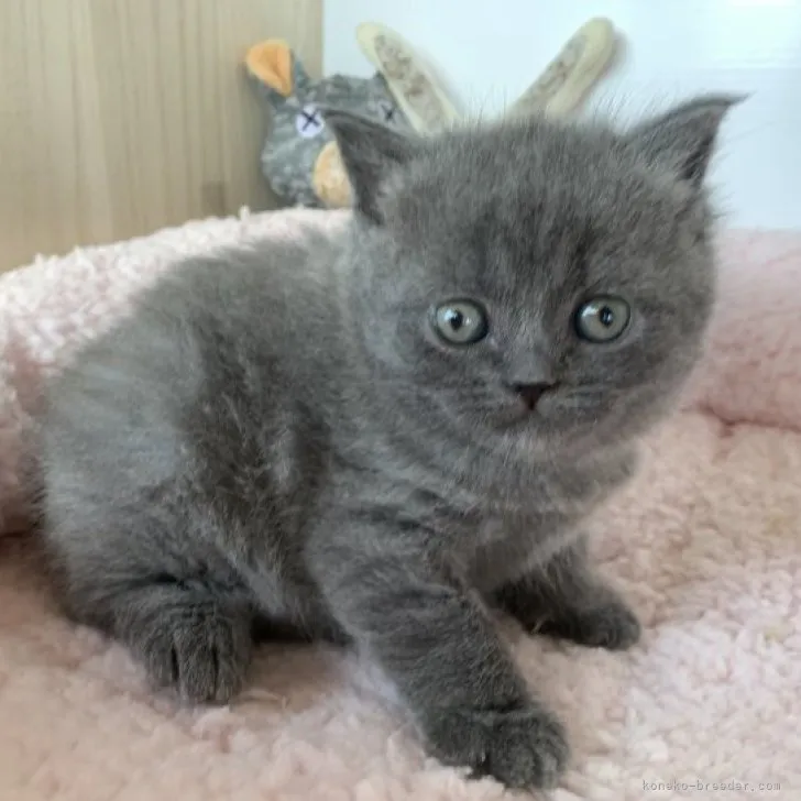 ID：2303-02911の子猫