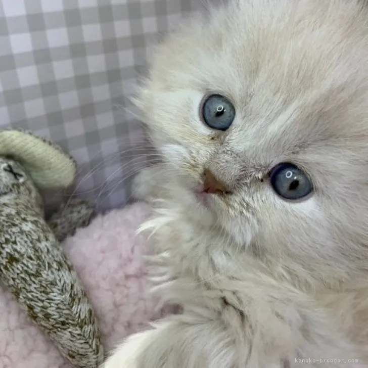 ID:2304-03336の子猫