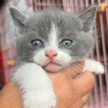 ブリティッシュショートヘア【福島県・男の子・2024年9月11日・ブルー&ホワイト】の写真「綺麗なハチワレの男の子🩵11月3日まで募集中！」