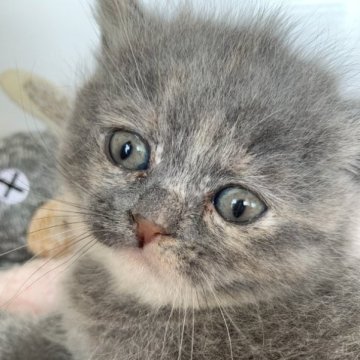 ブリティッシュショートヘア【福島県・女の子・2023年3月10日・ブルー&クリーム】の写真「可愛い女の子です😆」