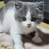 ブリティッシュショートヘア
