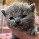 ブリティッシュショートヘア