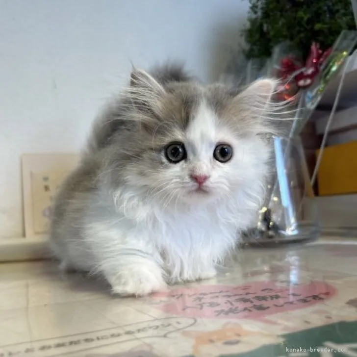 ID:2306-00915の子猫