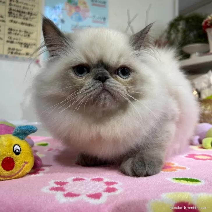 ID：2405-01883の子猫