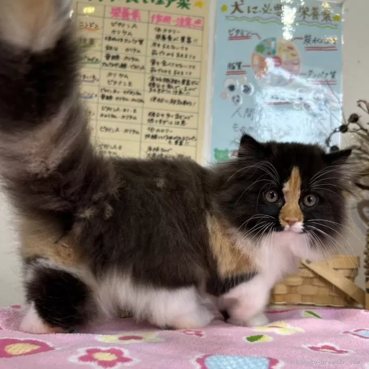 ID：2404-03739の子猫