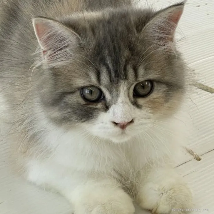 ミヌエット(長足)【愛知県・女の子・2023年5月7日・ブルーパッチドタビー&amp;ホワイト】の写真1