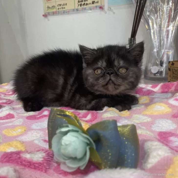 エキゾチックショートヘア【愛知県・女の子・2024年5月3日・ブラックスモーク】の写真1