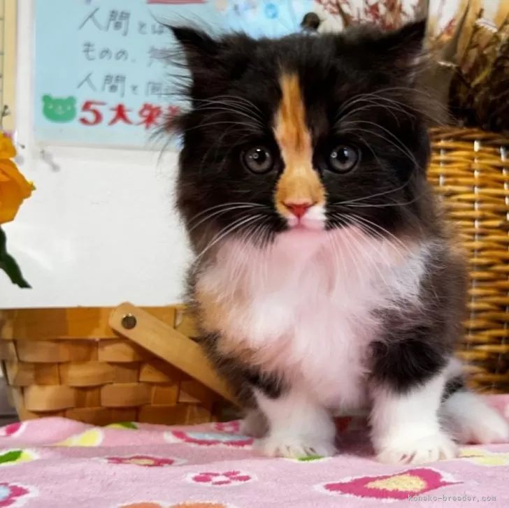 ID:2404-00281の子猫