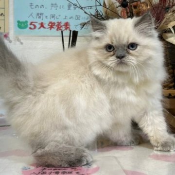ヒマラヤン【愛知県・男の子・2024年3月17日・ブルーポイント】の写真「可愛い兄妹！」