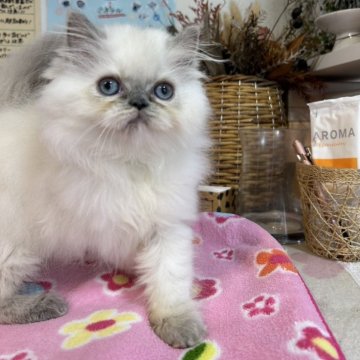 ヒマラヤン【愛知県・女の子・2024年3月15日・ブルートーティポイント】の写真「可愛い兄妹！」