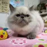 ヒマラヤン【愛知県・男の子・2024年3月15日・ブルーポイント】の写真1