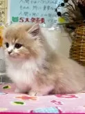 マンチカン(短足)【愛知県・男の子・2024年2月8日・クリームタビー&ホワイト】の写真3