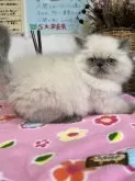 ヒマラヤン【愛知県・男の子・2024年3月15日・ブルーポイント】の写真4