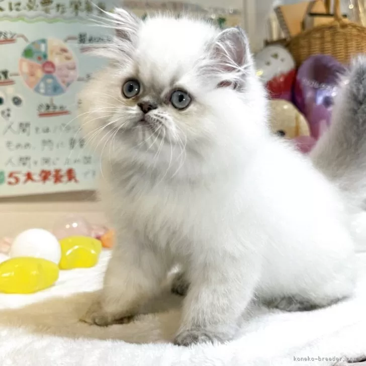 ID：2508-00130の子猫