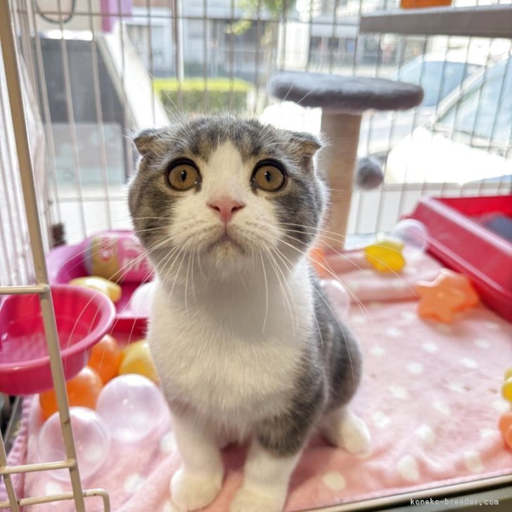 ブリーダー画像