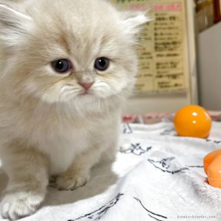 ID:2505-03521の子猫
