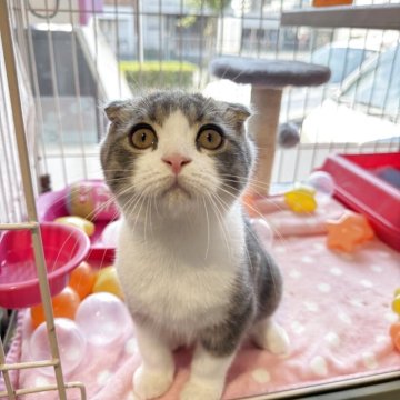 スコティッシュフォールド(折れ耳)【愛知県・男の子・2025年6月2日・ブルータビー&ホワイト】の写真「まん丸お顔❣️ペタンコお耳❣️」