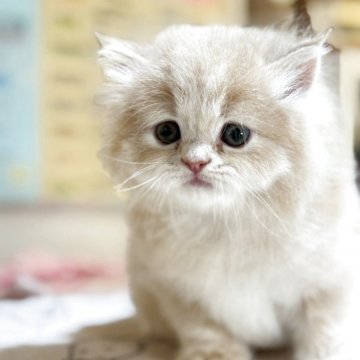 マンチカン(長足)【愛知県・男の子・2025年4月13日・クリームタビー】の写真「甘えん坊でとても人懐こくとても可愛らしい子です。」